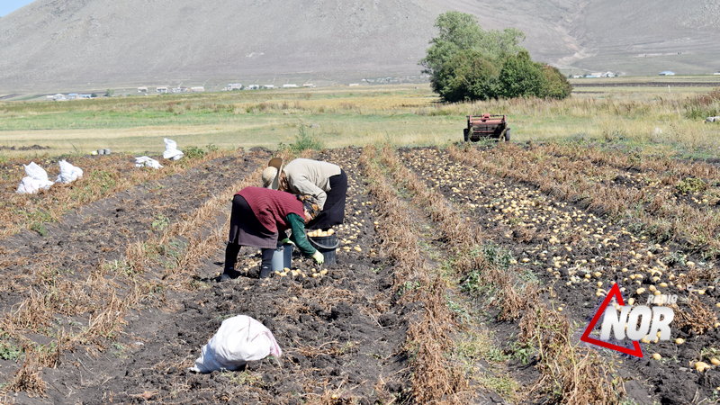 Картофелеводство в Ниноцминда — это доход или убытки для фермеров? [Видео]