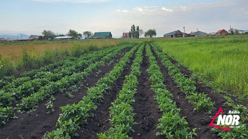 В прошлом году картофель выбрасывали на улицу. Чего ожидать в этом году? Мнения жителей.