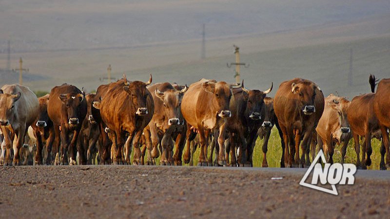 Проводится вакцинация крупного рогатого скота