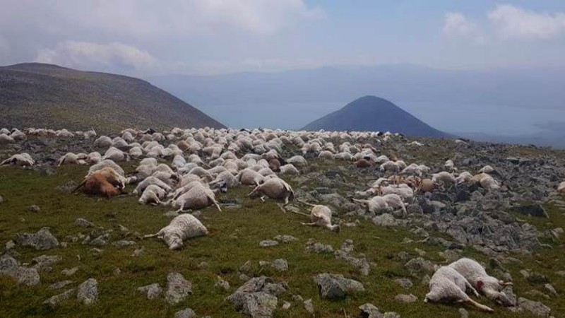 Заболевание у овец, погибших в горах Ниноцминда, не обнаружено.