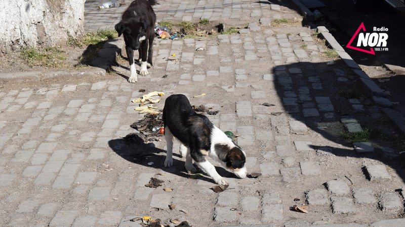 Большинство улиц Ниноцминды завалено мусором