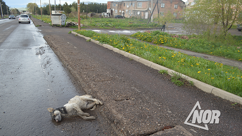 Неубранный труп собаки на улице Свободы