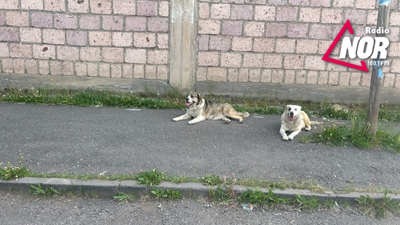 В городе Ниноцминда бродячие собаки по-прежнему остаются актуальной темой