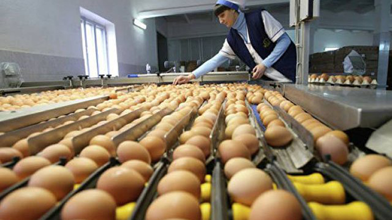 Яйца армянского производства в Грузии стоят дешево чем в самой Армении — Эксперт