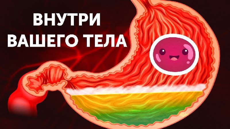 Внутри вашего тела/видео