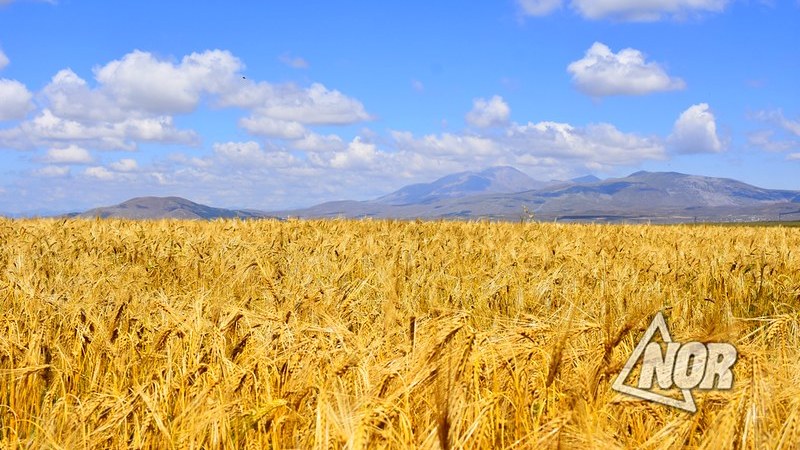 Импорт зерна вырос на 14%, экспорт азотных удобрений — на 1,9% 