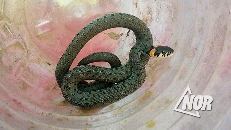 Собака хаски спасла ребенка от самой ядовитой змеи Грузии