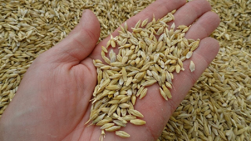 Продается ячмень 579 02 04 81