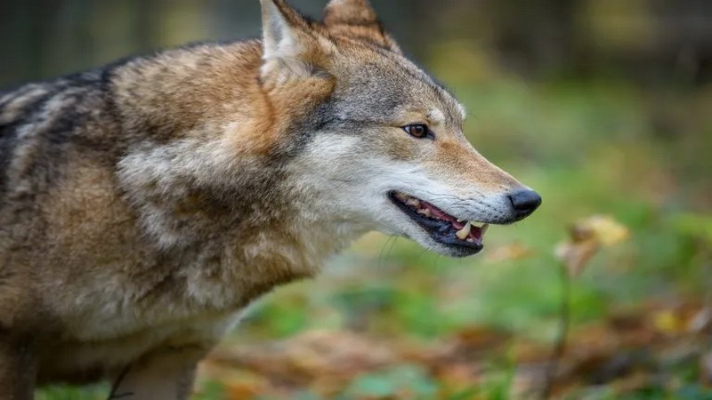 В Грузии волк растерзал 77-летнюю женщину.ВИДЕО