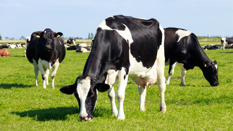 Озимые культуры подвергаются нашествию коров, что приводит к значительному снижению урожая