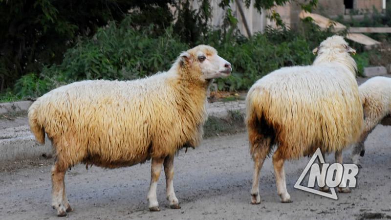 Кража овец в селе Гандза