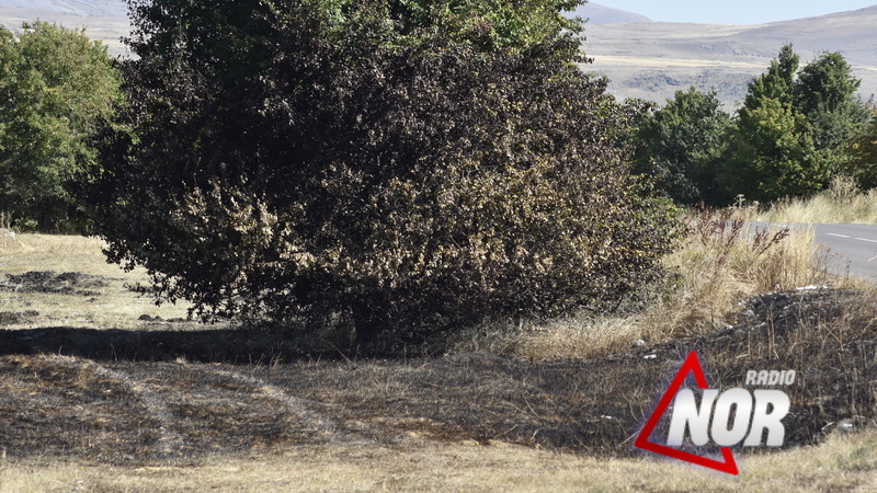 Пожар повредил деревья на дороге Ниноцминда – Ороджалар