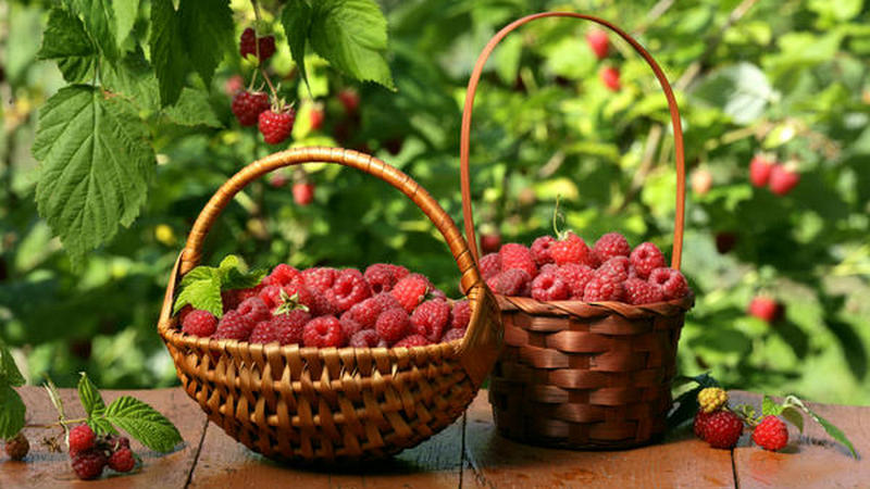 В Грузии запретят продажу собранных в лесу ягод без специального разрешения